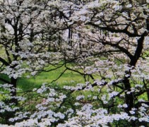 Cornus Florida 'White Cloud'