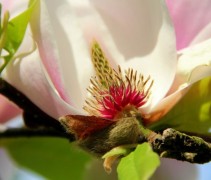 Magnolia soulangeana open bloem