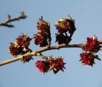 Parrotia persica Vanessa