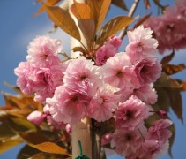 Prunus serrulata 'Kanzan'