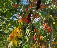 Rhus typhina - Fluweelboom - 3