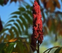 Rhus typhina - Fluweelboom - 4