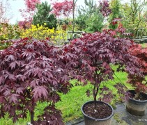 Acer palmatum 'Black Lace'