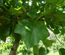 Platanus hispanica 
