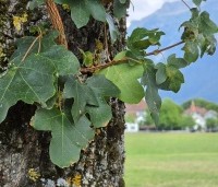 Acer campestre - Veldesdoorn - 1