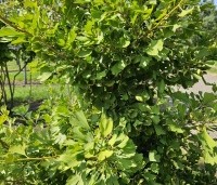 Ginkgo biloba fastigiata 'Blagon' - Japanse Notenboom 'Blagon' - 2