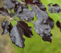 Fagus sylvatica 'Riversii' - Rode Beuk 'Riversii' - 2
