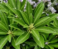 Pieris japonica 'Debutante' - Rotsheide 'Debutante' - 3
