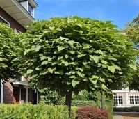 Catalpa bignonioides 'Nana' - Bolcatalpa - 1