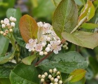 Aronia prunifolia 'Viking' - Appelbes 'Viking' - 1