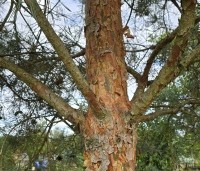 Pinus sylvestris 'Glauca' - Grove den 'Glauca' - 4