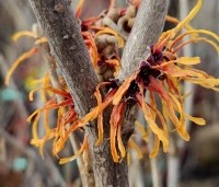 Hamamelis x int. 'Jelena' - Toverhazelaar - 1