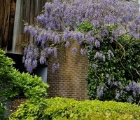 Wisteria sinensis 'Prolific' - Blauwe Regen - 2