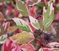 Cornus alba 'Sibirica Variegata' - Kornoelje 'Sibirica Variegata' - 1