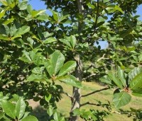 Nyssa sylvatica - Zwarte tulepoboom - 2