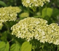 Hydrangea arborescens 'Annabelle'  - Amerikaanse Hortensia 'Annabelle' - 1
