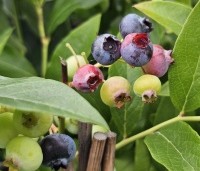 Vaccinium corymbosum 'Bluecrop' - Blauwe bes 'Bluecrop' - 3