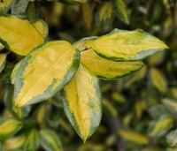 Elaeagnus ebbingei 'Limelight' - Olijfwilg 'Limelight' - 1