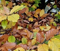Fagus sylvatica - Groene beuk - herfstverkleuringen