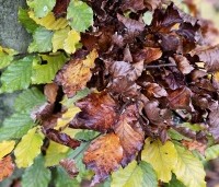 Fagus sylvatica - Groene beuk - herfstverkleuringen