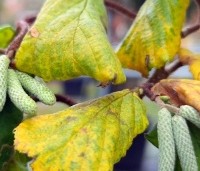 Corylus avellana 'Contorta' - Kronkelhazelaar - 3