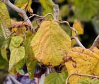Corylus avellana 'Contorta' - Kronkelhazelaar - 2
