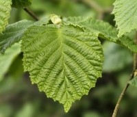 Corylus avellana - Gewone hazelaar - 3