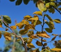 Cladrastis kentukea - Geelhout - 2