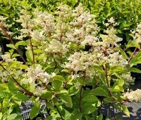 Hydrangea paniculata 'Wim's Red' - Pluimhortensia 'Wim's Red' - 3