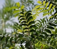 Sorbus 'Dodong' - Lijsterbes 'Dodong' - 2