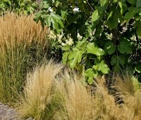 Stipa tenuissima 'Ponytails' - Vedergras 'Ponytails' - 2