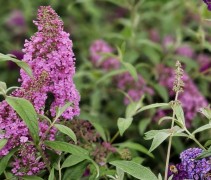 Vlinderstruik 'Pink Delight' met roze bloemen