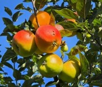 Malus dom. 'Jacques lebel' - Malus dom. 'Jacques lebel' - 4