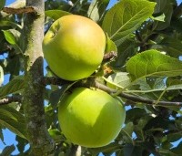 Malus dom. 'Jacques lebel' - Malus dom. 'Jacques lebel' - 5