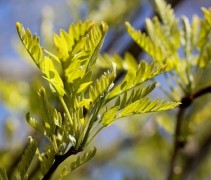 Gleditsia Elegantissima / Valse Christusdoorn  ‘Elegantissima' uitloop nieuw blad