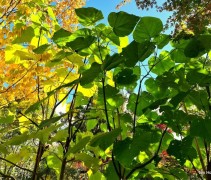 Paulownia fortunei 'Fast Blue'