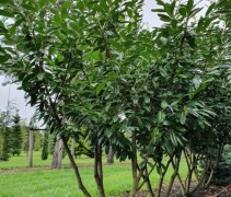 Prunus l. 'Novita' meerstammig