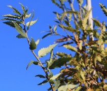 Quercus kewensis
