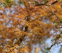 Acer palmatum 'Emerald Lace' - Japanse Esdoorn 'Emerald Lace' - 7