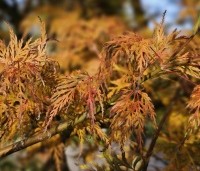 Acer palmatum 'Emerald Lace' - Japanse Esdoorn 'Emerald Lace' - 8