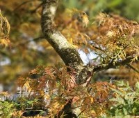 Acer palmatum 'Emerald Lace' - Japanse Esdoorn 'Emerald Lace' - 5