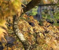 Acer palmatum 'Emerald Lace' - Japanse Esdoorn 'Emerald Lace' - 6