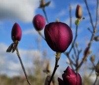 Magnolia 'Black Tulip' - Magnolia 'Black Tulip' - 2