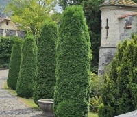 Thuja occidentalis 'Smaragd' - Westerse Levensboom 'Smaragd' - 4