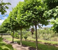 Platanus x hispanica 'Alphen's Globe' - Plataan - 2
