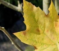 Platanus x hispanica 'Alphen's Globe' - Plataan - 3