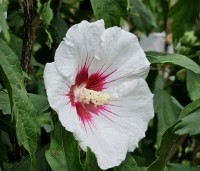 Hibiscus syriacus 'Red Heart' - Altheastruik   'Red Heart'    - augustus 2024