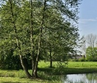 Alnus glutinosa - Zwarte Els - 3