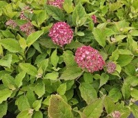 Hydrangea arborescens 'Ruby Annabelle' - rode annabelle - 1