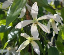 Clematis Armandii klimplant bloei in maart